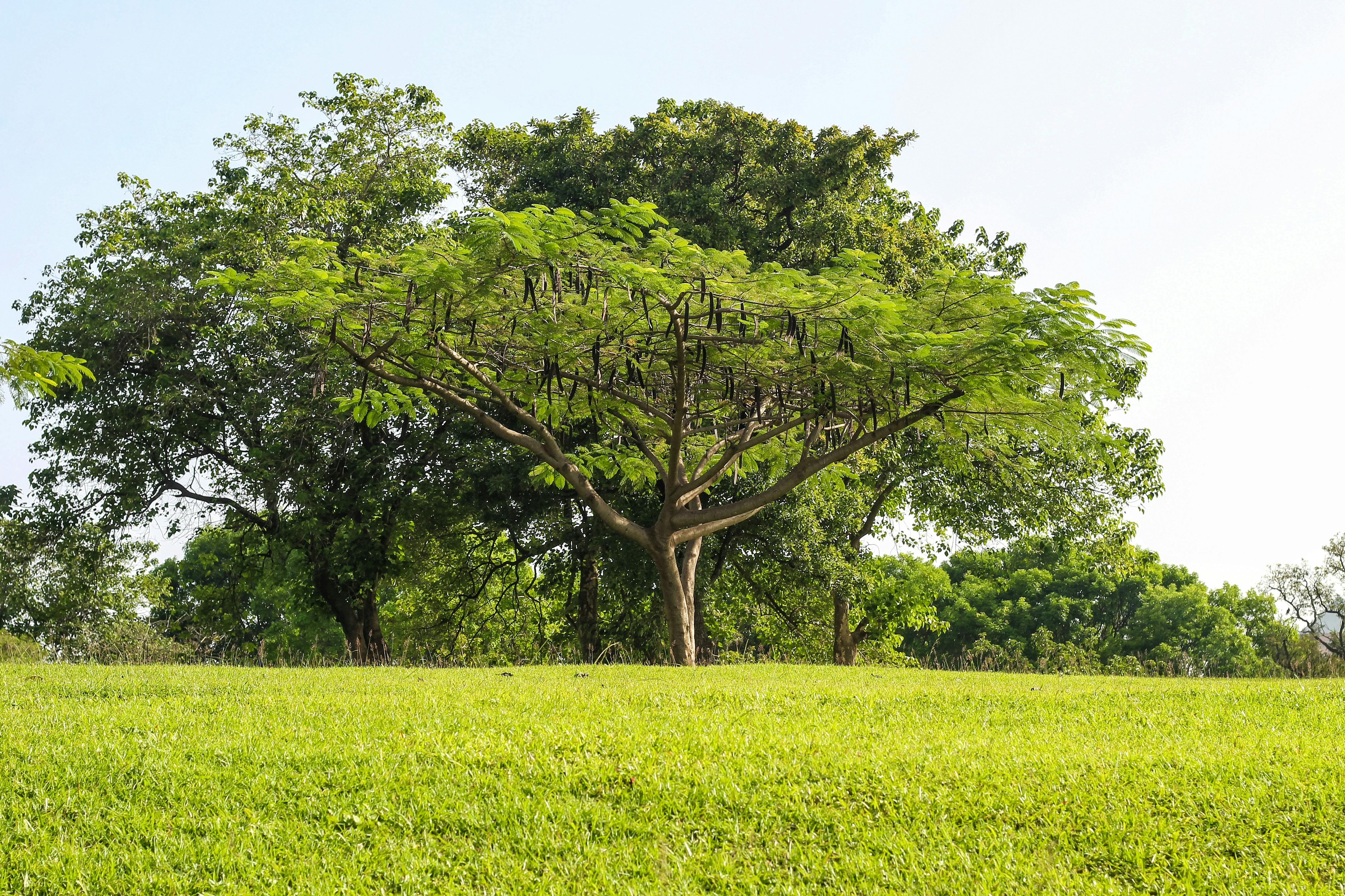 Bright green landscape featuring acacia trees under clear blue sky, ideal for nature themes.